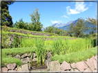 foto Giardini Trauttmansdorff - Boschi del Mondo